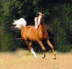 Cheval