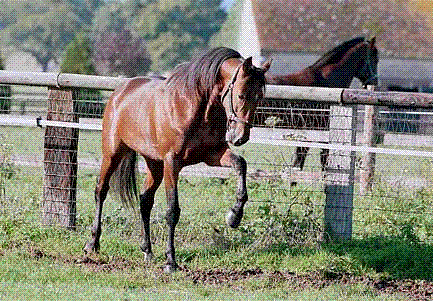 cheval