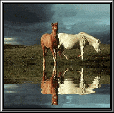 poney