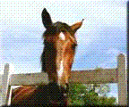 cheval