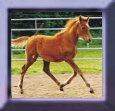 cheval