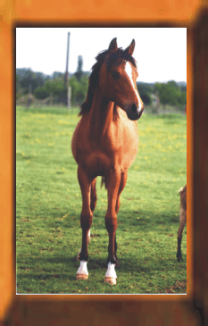 cheval