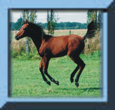 cheval
