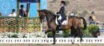 dressage